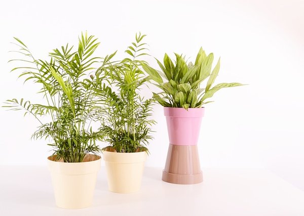 Comment nettoyer efficacement ses plantes d'intérieur ?