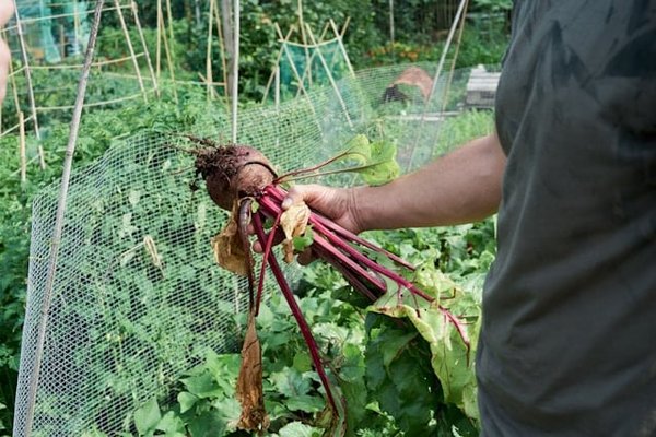 Comment choisir et utiliser des bacs potagers ?