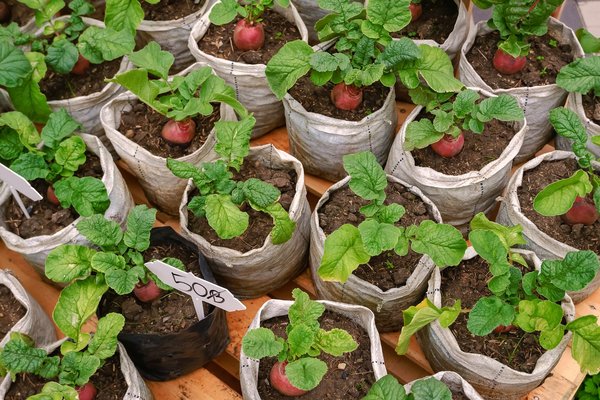 Achat de plantes d'extérieur : les meilleures plantes à découvrir