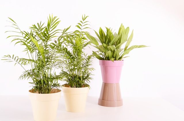 Comment nettoyer efficacement ses plantes d’intérieur ?